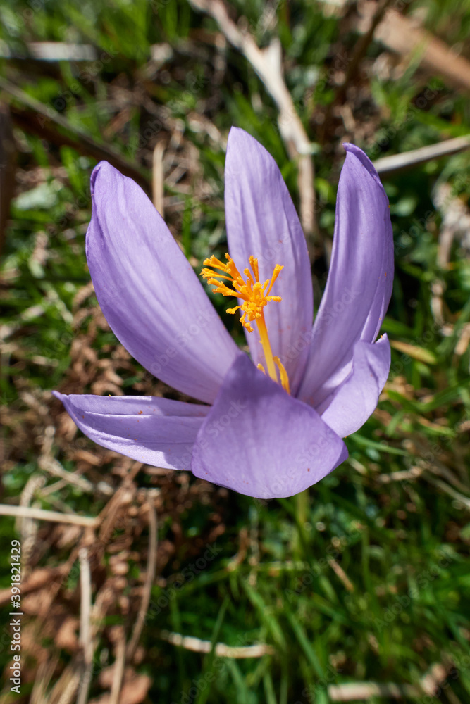 Fototapeta premium Falso Azafrán
