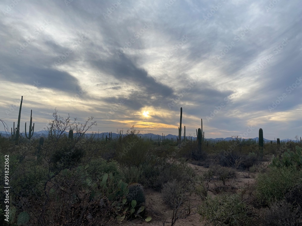 Sunset In The Desert With Saguaro Cacti and Prickly Pear Cacti