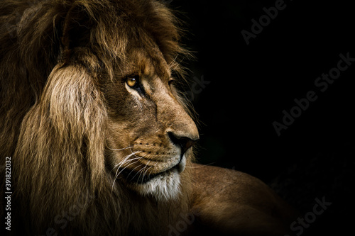 Fototapeta Naklejka Na Ścianę i Meble -  The Lion King Pt. 2