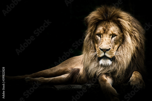 Fototapeta Naklejka Na Ścianę i Meble -  The Lion King Pt. 3