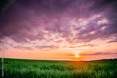 Spring Sunset Sky Above Countryside Rural Meadow Landscape. Wheat Field Under Sunny Spring Sky. Skyline. Agricultural Landscape With Growing Green Young Wheat Shoots, Wheat Germs. © Grigory Bruev