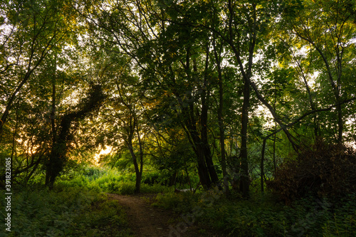 Magical light through trees along path at dusk summer night time shining through lush green leaves. Beautiful dreamy fairy tale atmosphere © Quadrat