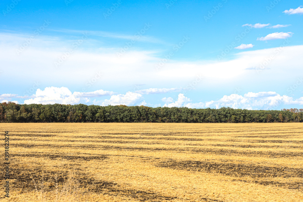 Yellow ripe harvested field. Farmland, agricultural landscape