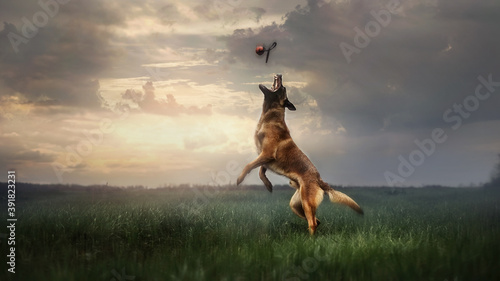 Working dog belgian malinois is jumping for ball