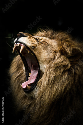 Leinwand Poster The Lion King Pt. 4