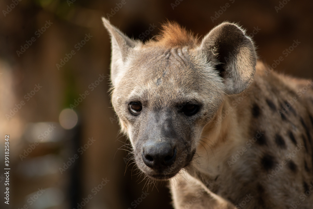 Hyena Hyena