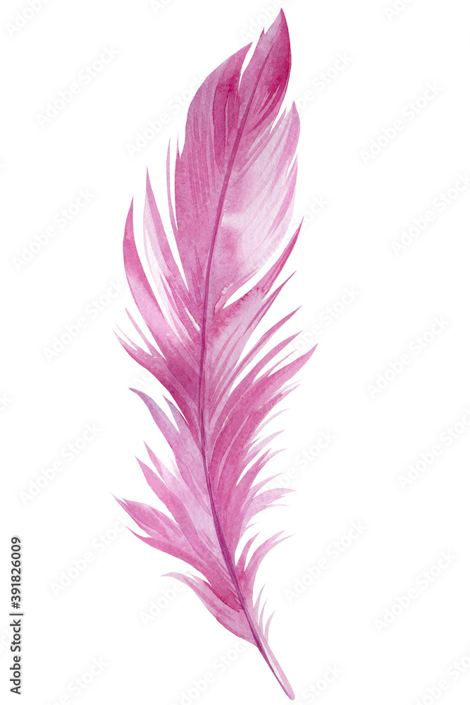 Beautiful pink feather on white isolated background, watercolor illustration