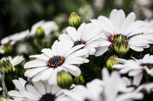 Blumen der Sonne ausgerichtet photo