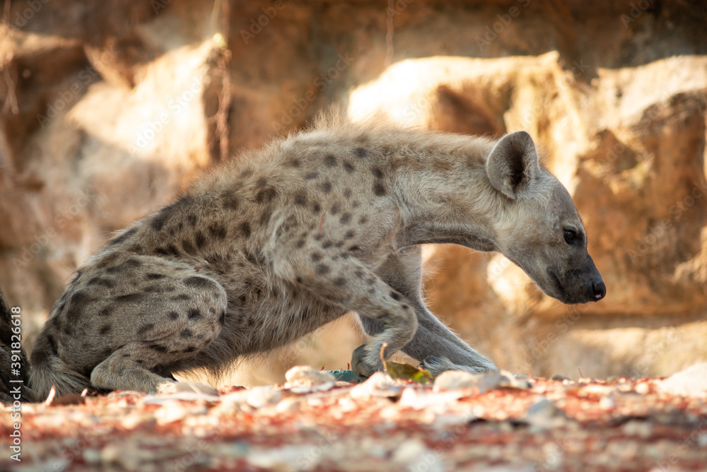 Hyena Hyena