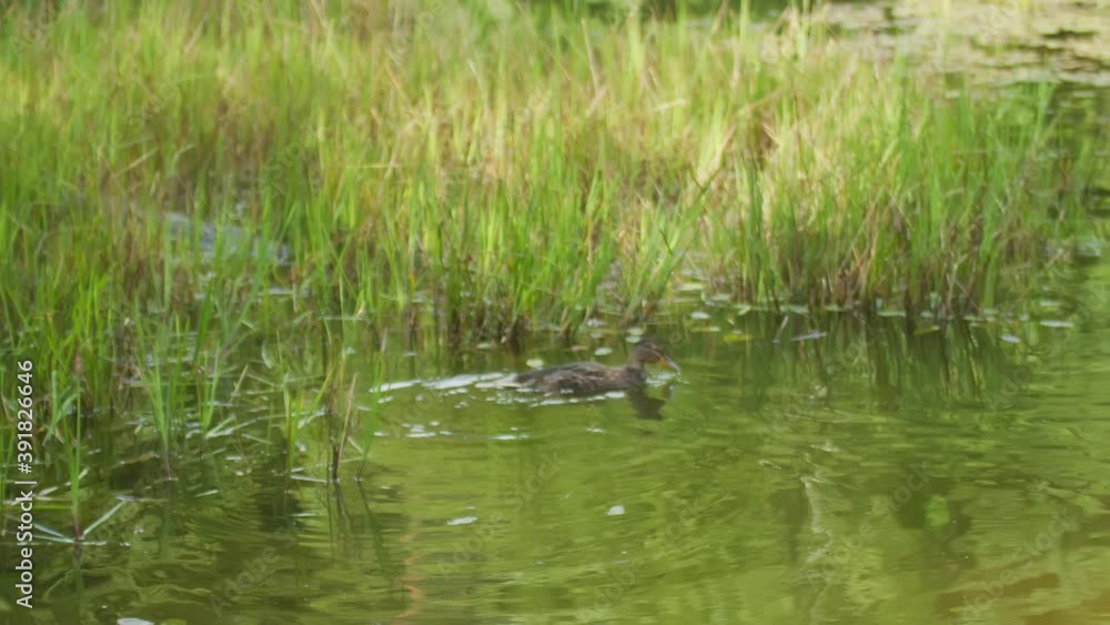 Wild duck swims on an overgrown pond, wildlife Wild duck swims on an overgrown pond, wildlife
