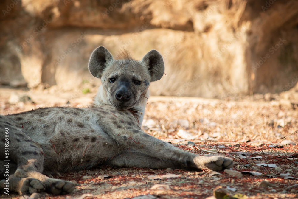 Hyena Hyena