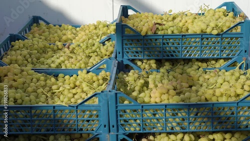 green grapes harvest in plastic boxes