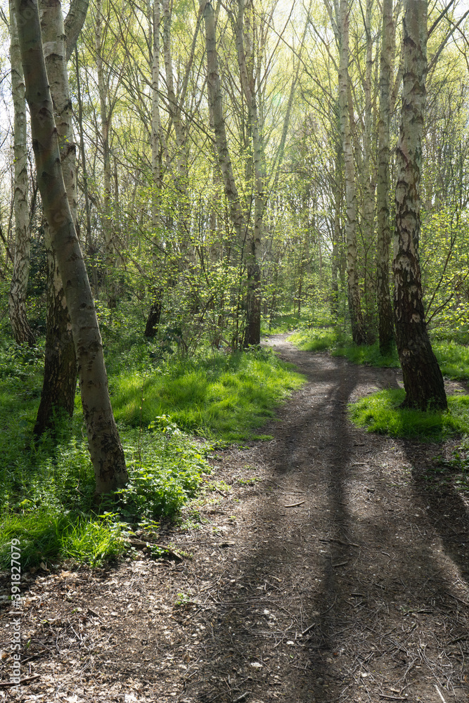 Silver birch Silver birch tree and grass along sunlit path way with shadows in beautiful spring sunlighttrees in woodland