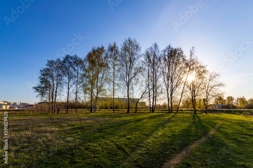 Amazing sunny morning with a birch and green grass. Beautiful spring landscape.