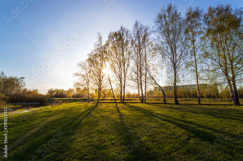 Amazing sunny morning with a birch and green grass. Beautiful spring landscape.