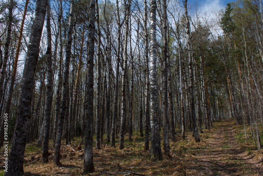 Fototapeta premium trees in the forest. Rassypnaya mountain in Bashkortostan