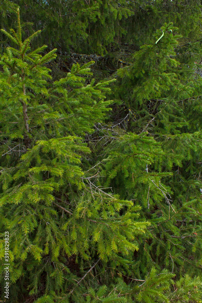 green forest background. Rassypnaya mountain in Bashkortostan
