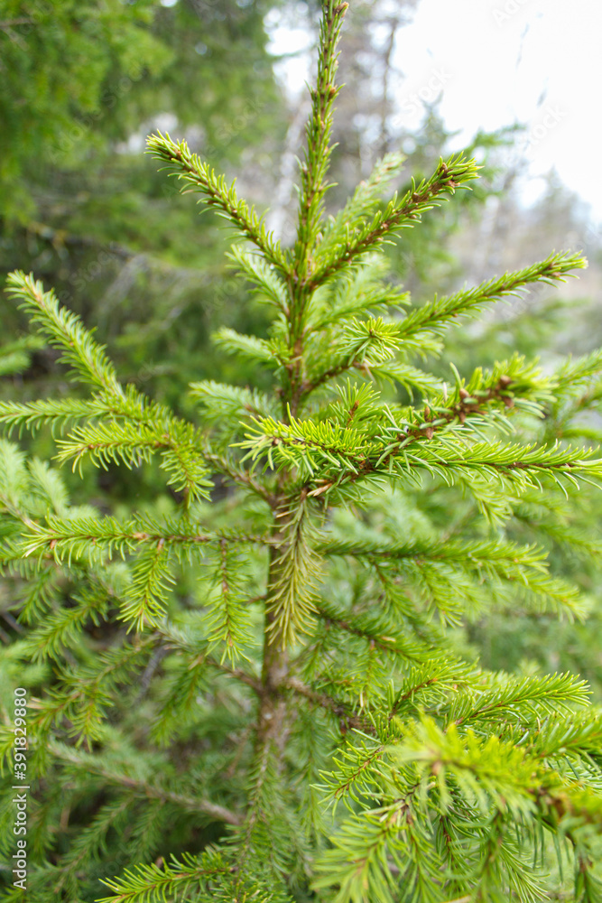 green pine tree. Rassypnaya mountain in Bashkortostan
