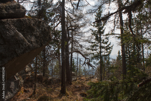 trees in the forest. Rassypnaya mountain in Bashkortostan