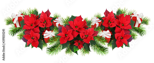 Christmas poinsettia flower...