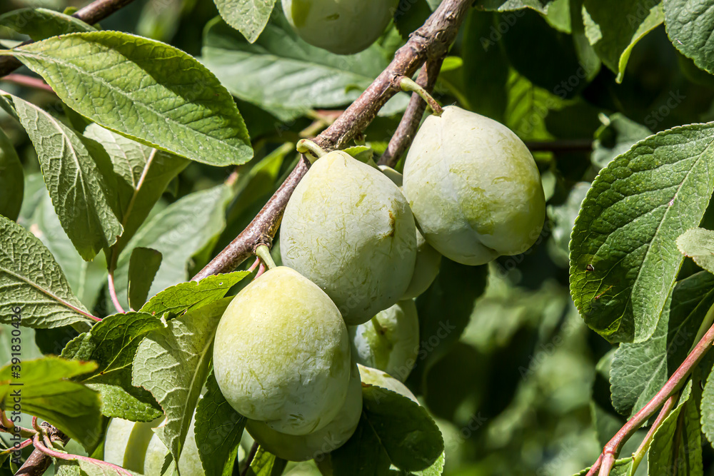 Fototapeta premium ripe plums on a tree branch in the orchard