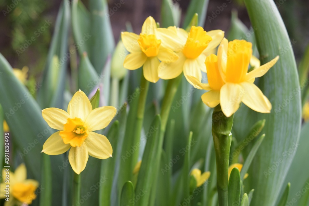 Blooming Yellow Daffodil Flower at a Botanic Garden Blooming Yellow Daffodil Flower at a Botanic Garden
