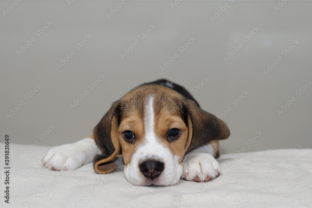 cute Beagle puppy explores the world sitting on a bed