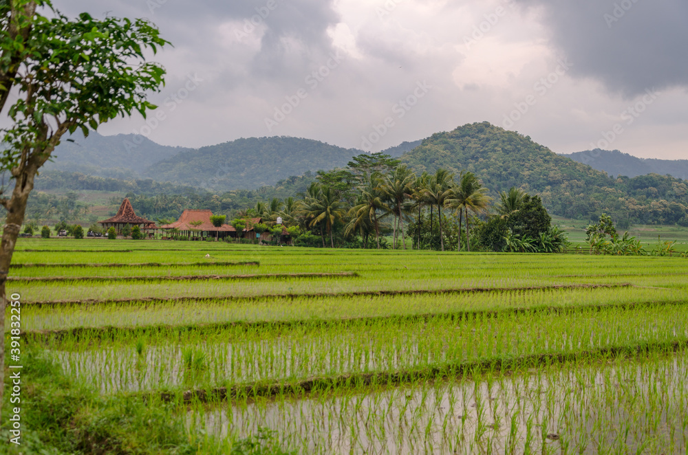 Fototapeta premium rice