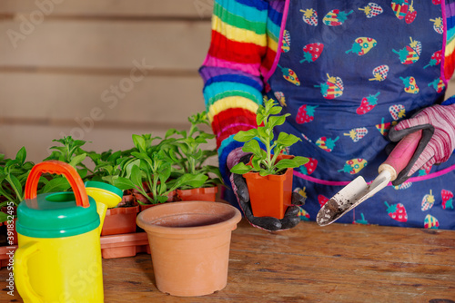 Girl in an apron planting flower seedlings in pots © Oleg Kolbasin