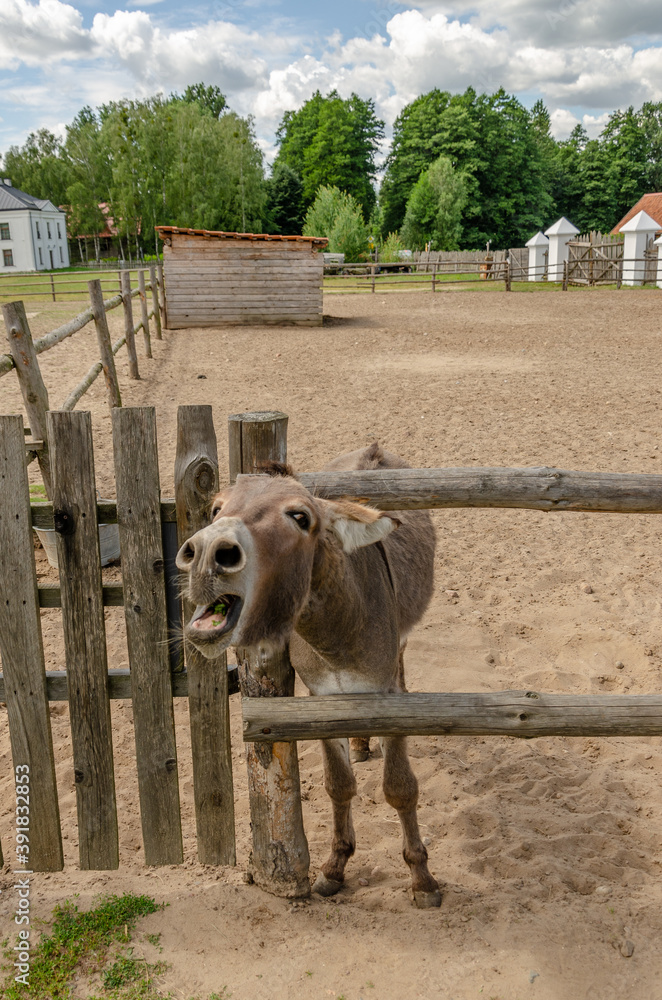 Obraz premium donkey