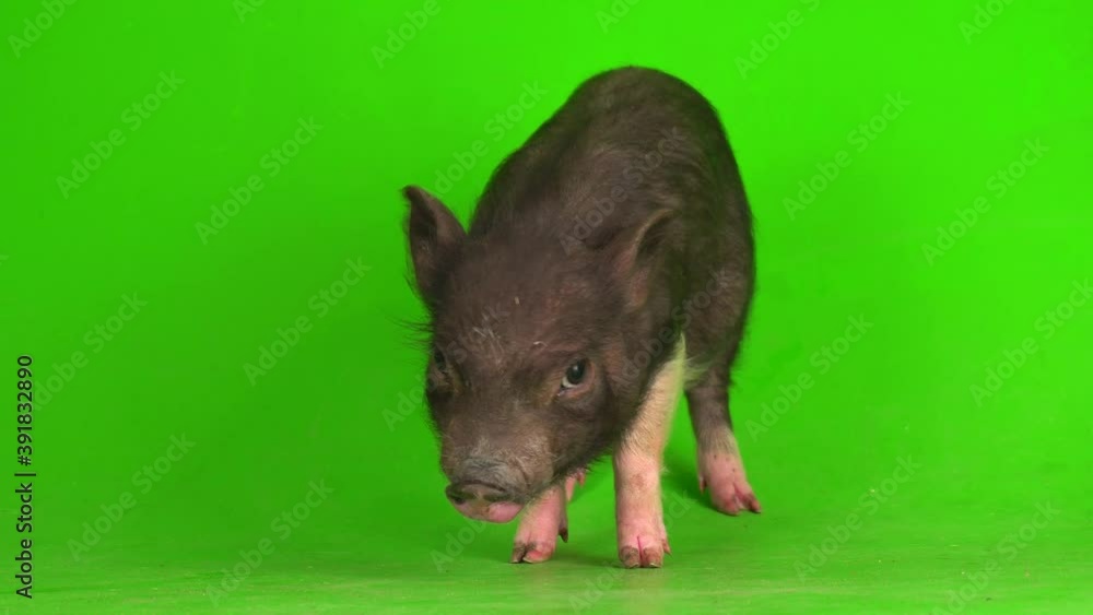 Vietnamese boar piglet on a green screen background. Vietnamese boar piglet on a green screen background.