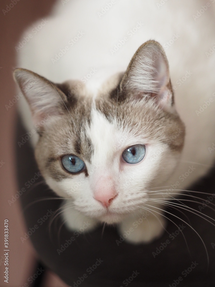 portrait of a white cat with blue eyes portrait of a white cat with blue eyes
