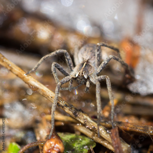 Pisaura sp., of the nursery web spider family (lat. Pisauridae)