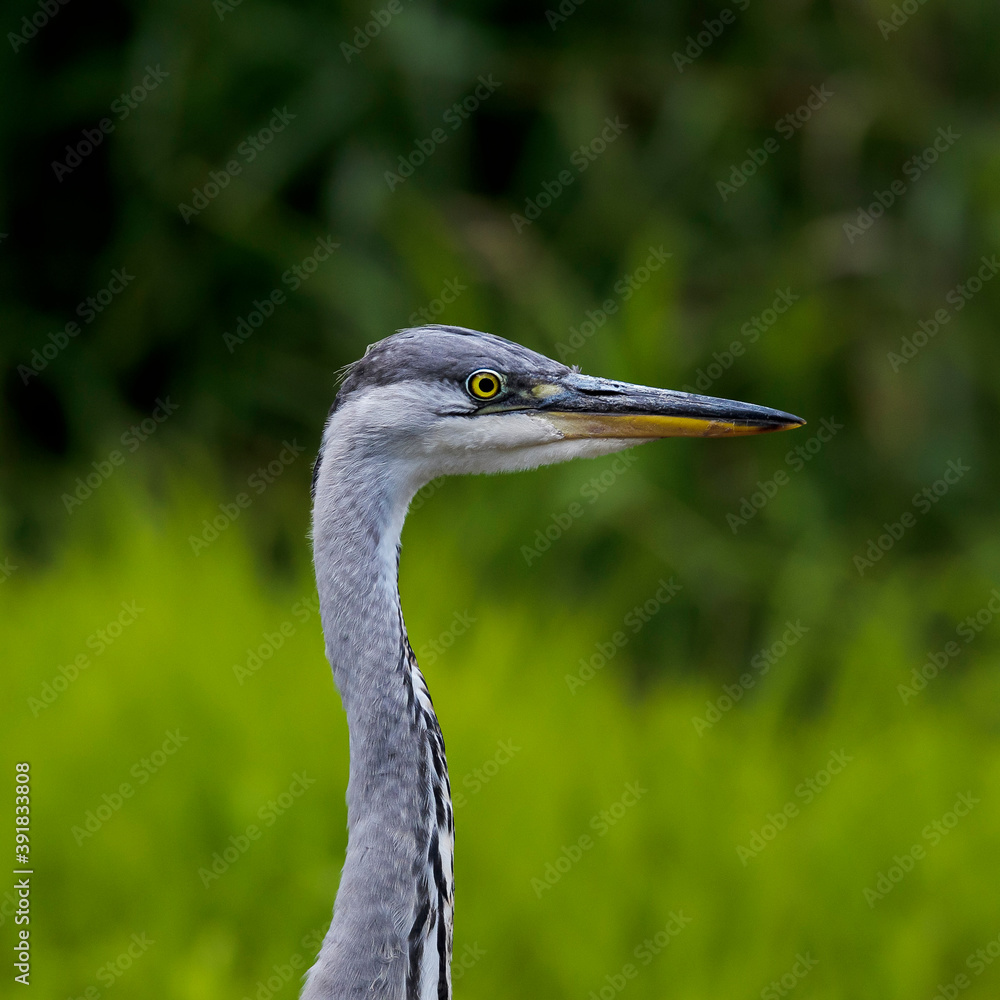 Close-up portrait of grey heron lurking  on a catch in  the lake between grass. Grey Heron, Adrea cinerea