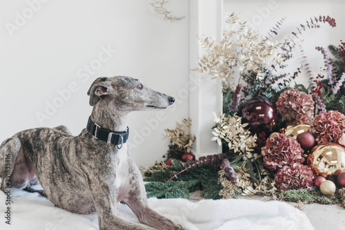 christmas decoration in a fireplace with greyhound dog photo