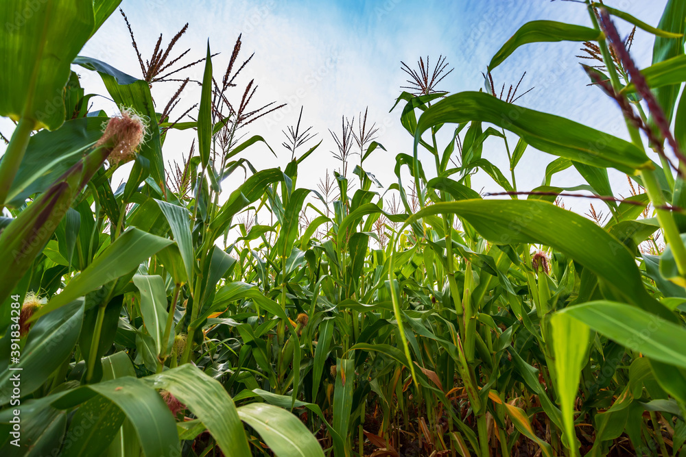 Green field of corn with young cobs growing on the farm. Green field of corn with young cobs growing on the farm.