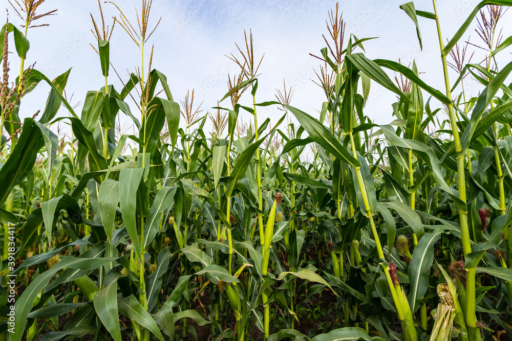 Green field of corn with young cobs growing on the farm. Green field of corn with young cobs growing on the farm.