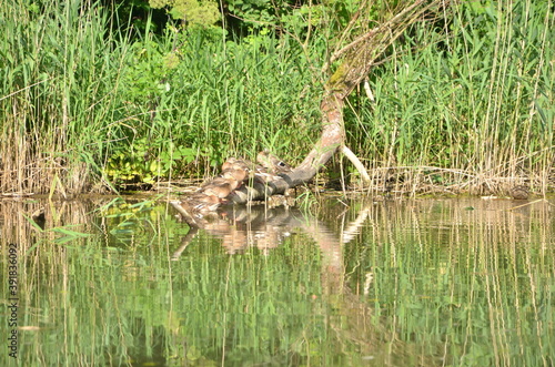 A green forest and reflections of a grass in a river in a sunny day, ducks seating on a branch