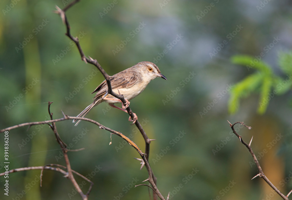 Plain prinia bird sitting on a tree branch Plain prinia bird sitting on a tree branch