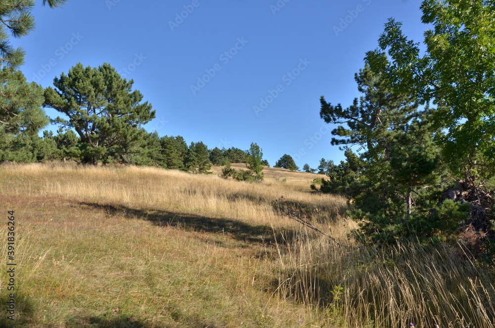 Fototapeta premium A pine tree forest in mountains