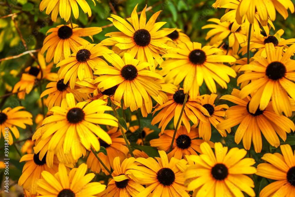 Fototapeta premium Black-Eyed Susan Flowers