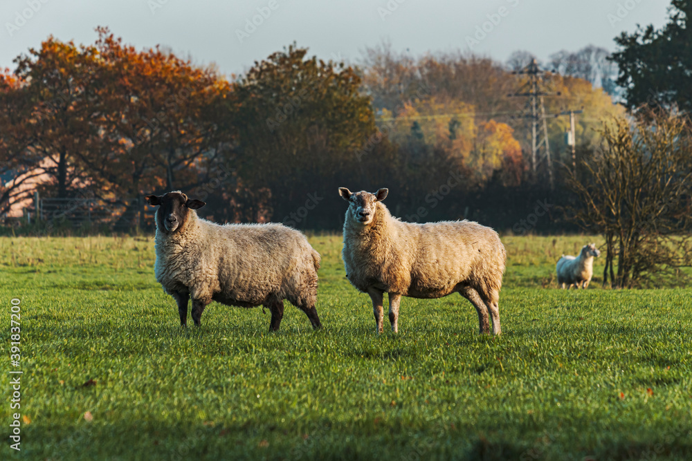 Fototapeta premium Sheep and lamb in the field