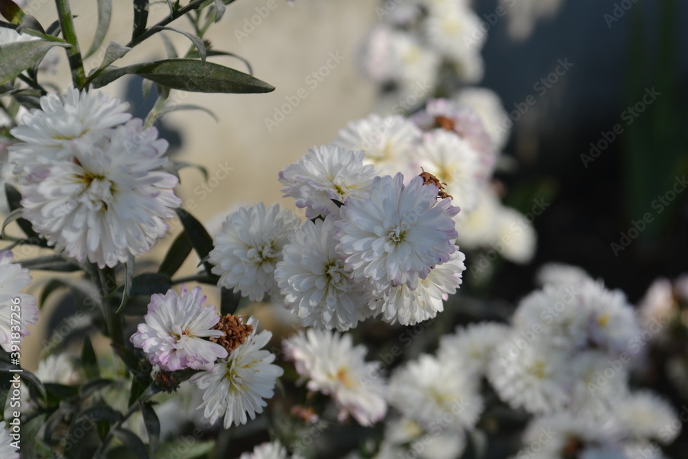Fototapeta premium autumn flowers