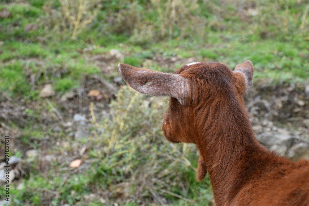 Fototapeta premium Brown goat head from behind.