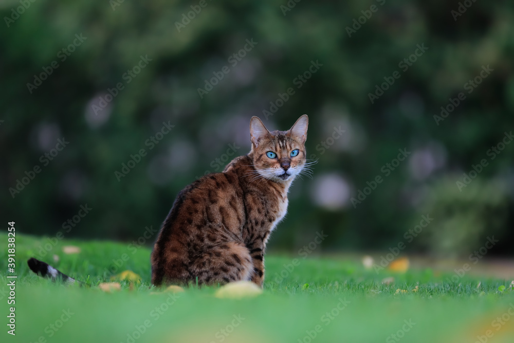 Close-up portrait of wonderful Bengal cat in natural environment. Felis silvestris. Close-up portrait of wonderful Bengal cat in natural environment. Felis silvestris.