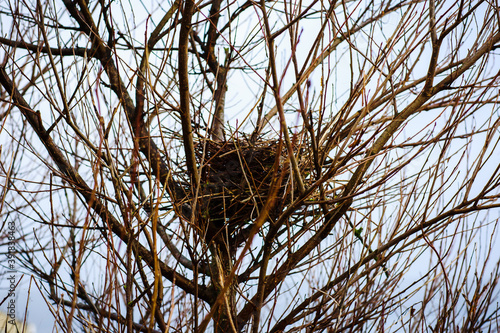 Large birds nest high in a leafless tree in the autumn