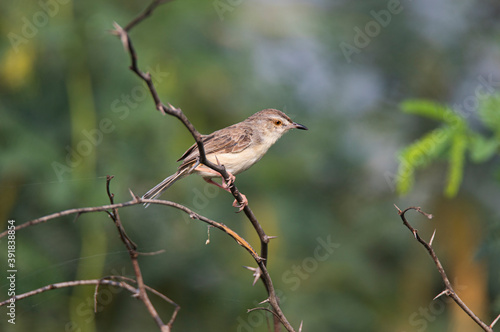 Plain prinia bird sitting on a tree branch