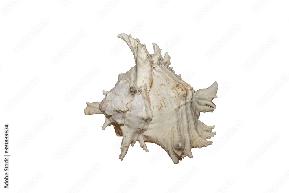 Close up view of conch shell isolated on white background. Beautiful nature backgrounds. Close up view of conch shell isolated on white background. Beautiful nature backgrounds.