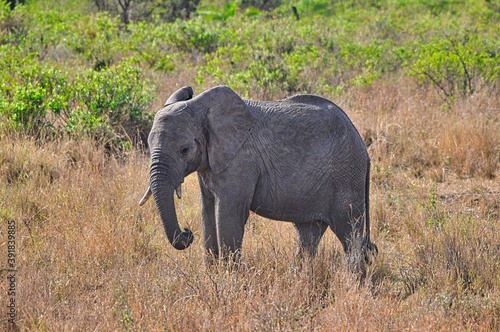 elephants of the african savanna