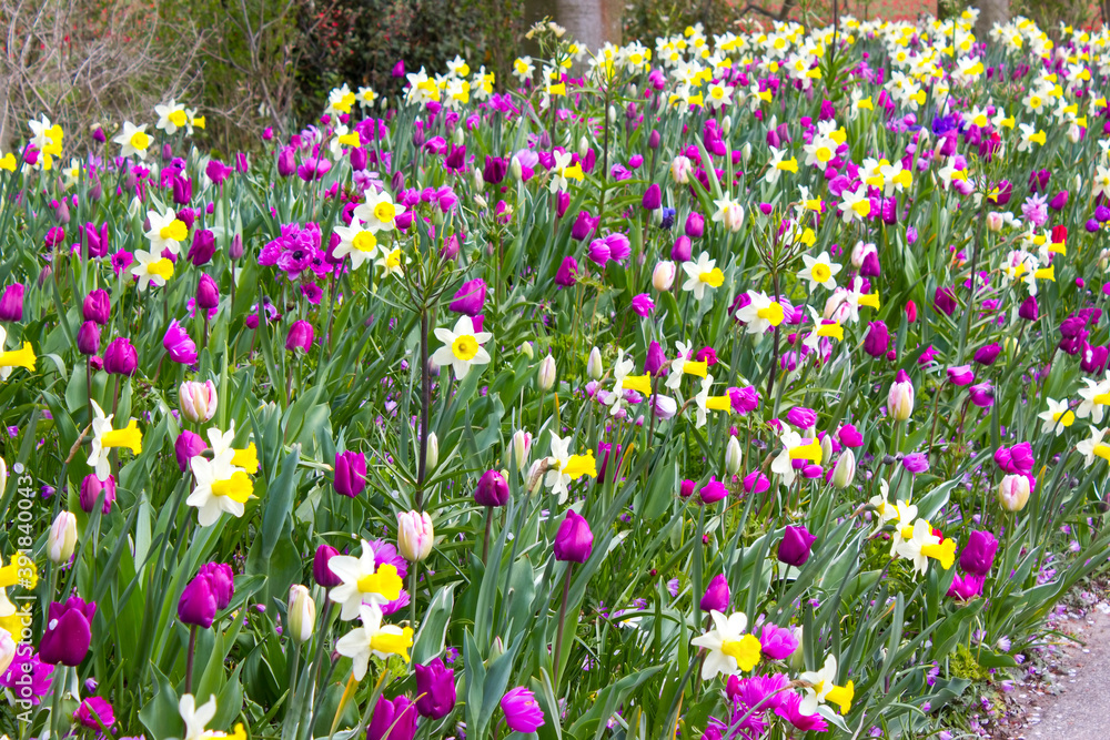 flowers in Keukenhof, the Netherlands flowers in Keukenhof, the Netherlands